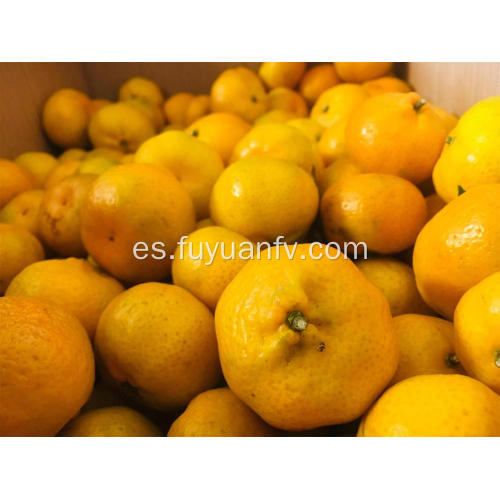 Nueva cosecha de mandarina fresca para bebé Nanfeng en venta